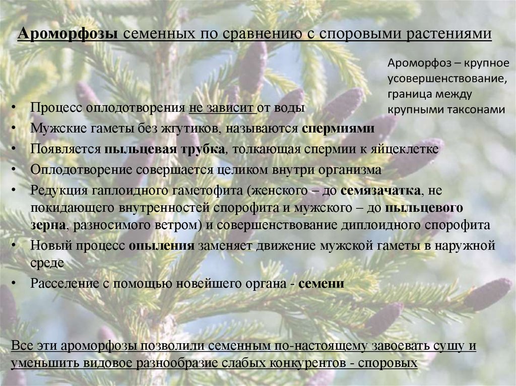 Особенности голосеменных и покрытосеменных. Ароморфозы семенных растений. Ароморфозы споровых растений. Ароморфозв Голосеменные. Ароморфозы голосеменных.