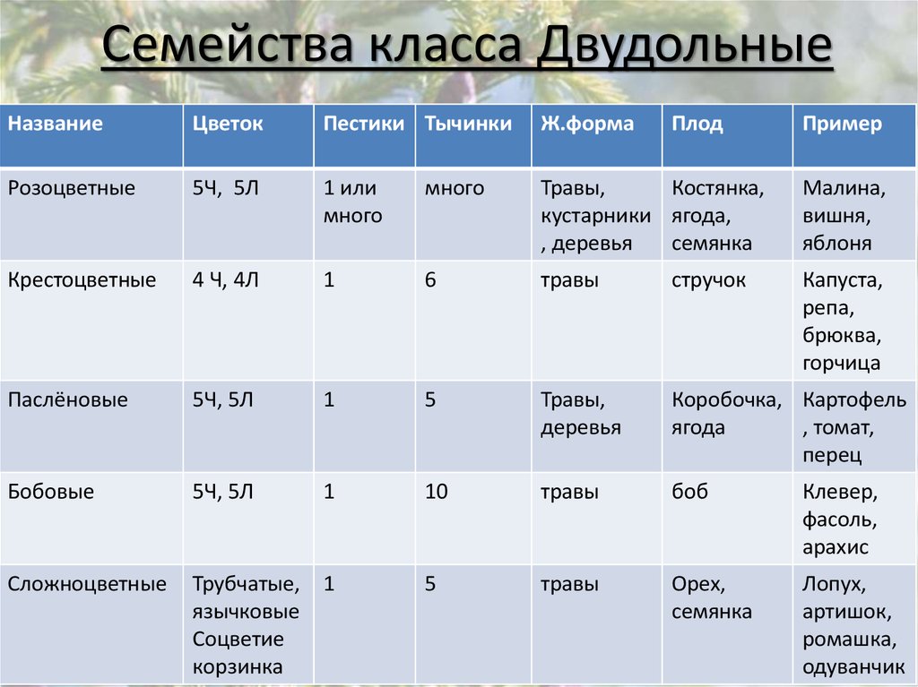 Семейства двудольных. Семейства класса двудольные таблица. Характеристика семейств класса двудольные таблица. Характеристика семейств двудольных растений таблица. Таблица по биологии 7 класс двудольные.