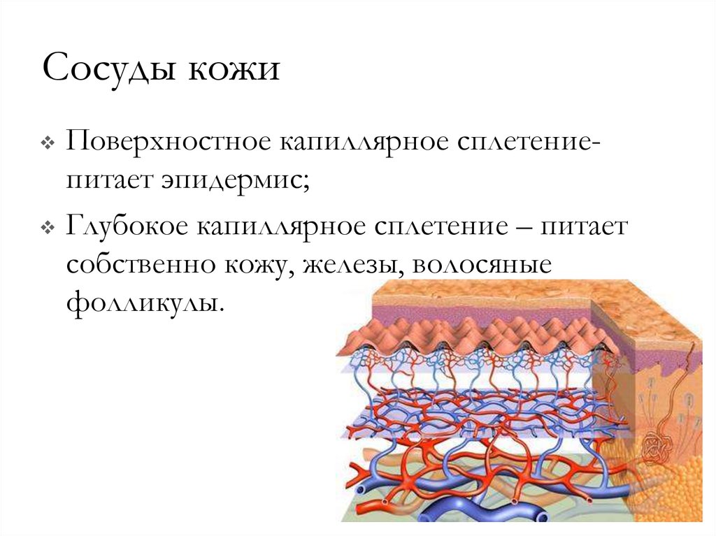 Капилляры в эпидермисе. Кровеносные сосуды кожи функции. Строение кожи кровеносные сосуды. Кровеносные сосуды кожи функции кожи. Кровяные сосуды строение кожи.