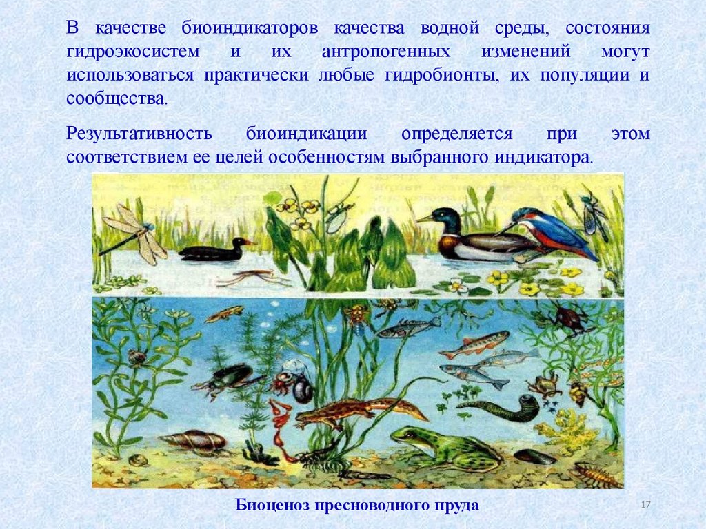 Экосистема лесного озера. Биоценоз пресноводного пруда. Биоценоз пустыни ярусы. Пресноводные биоценозы.