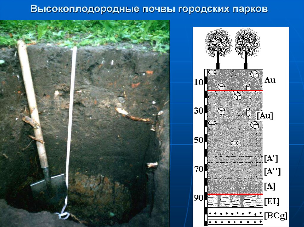 Схема закладки почвенного разреза