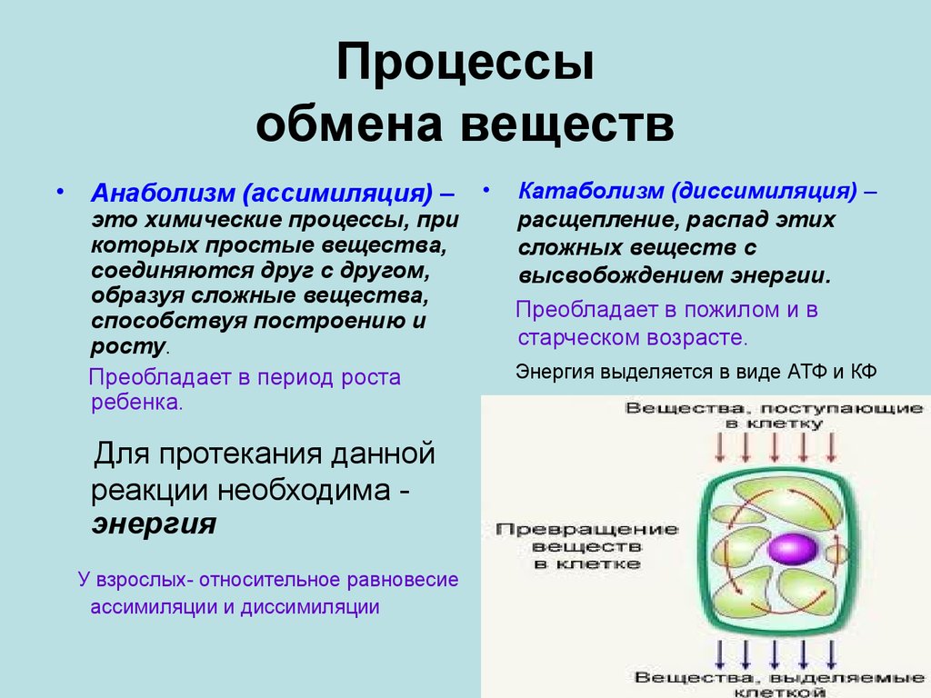 Обмен веществ размножение. Процессы обмена веществ в организме. Процессы обмена веществ происходят в клетках. Процесс энергетического обмена в клетках организма. Как происходит процесс обмена веществ.