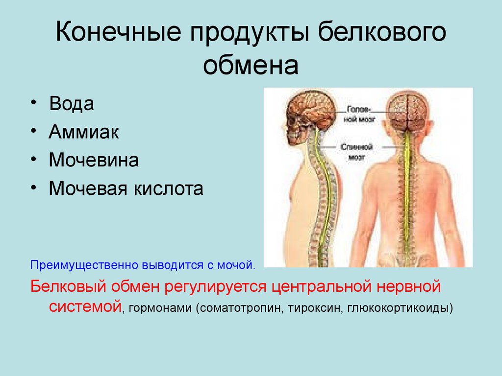 Конечные продукты белкового