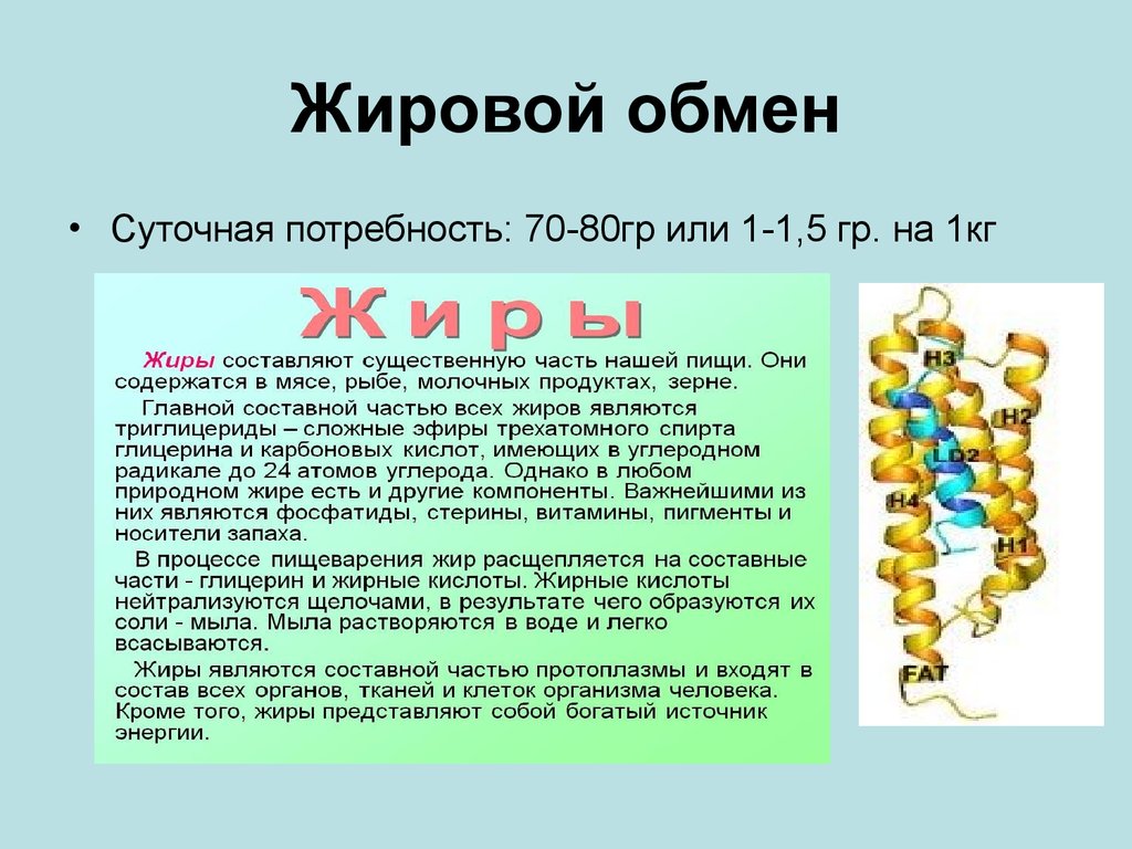 Буква жиров. Расщепление жиров. На что расщепляется жир в организме человека. Процесс расщепления жиров. Преобразование жиров в организме человека.