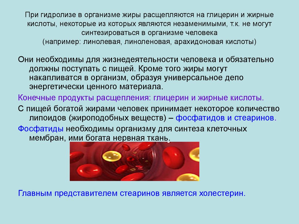 Глицерин в организме. Расщепляет жиры до глицерина и жирных кислот. Источники глицерина в организме. Расщепление жира до глицерина.