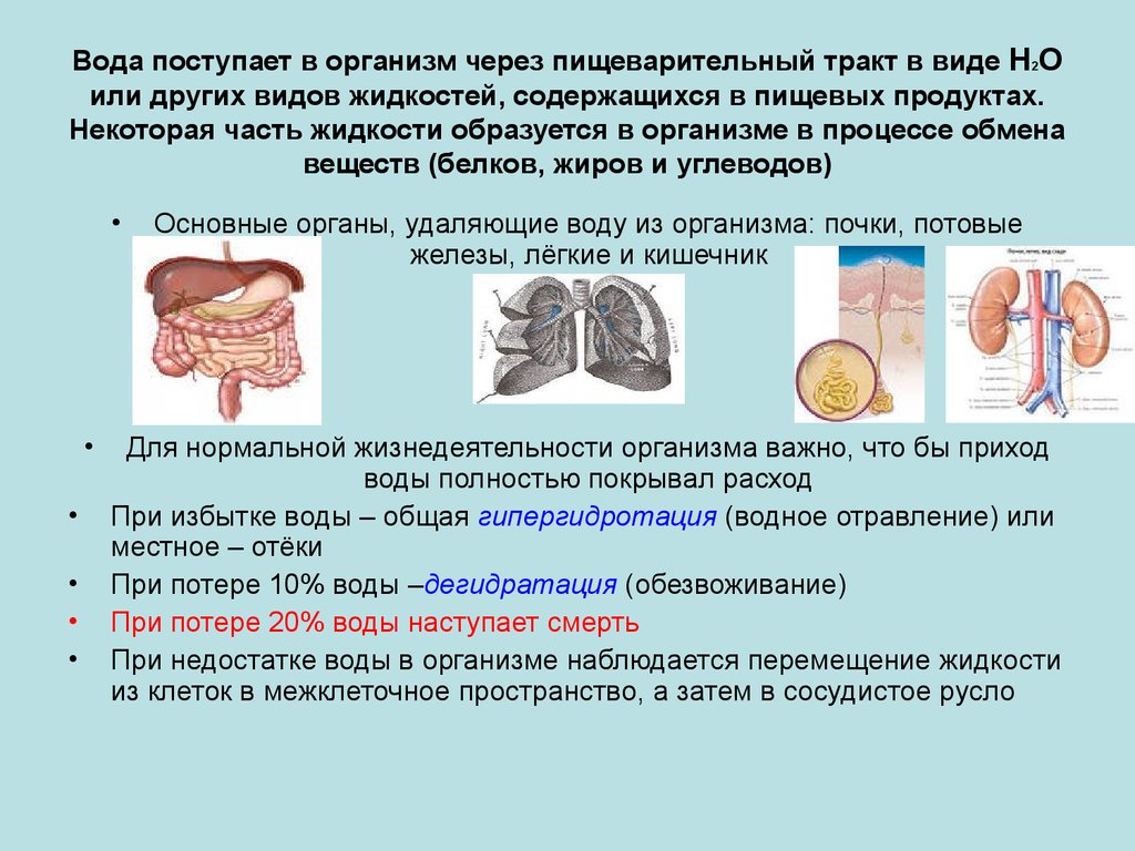 Пищеварительный тракт и обмен веществ