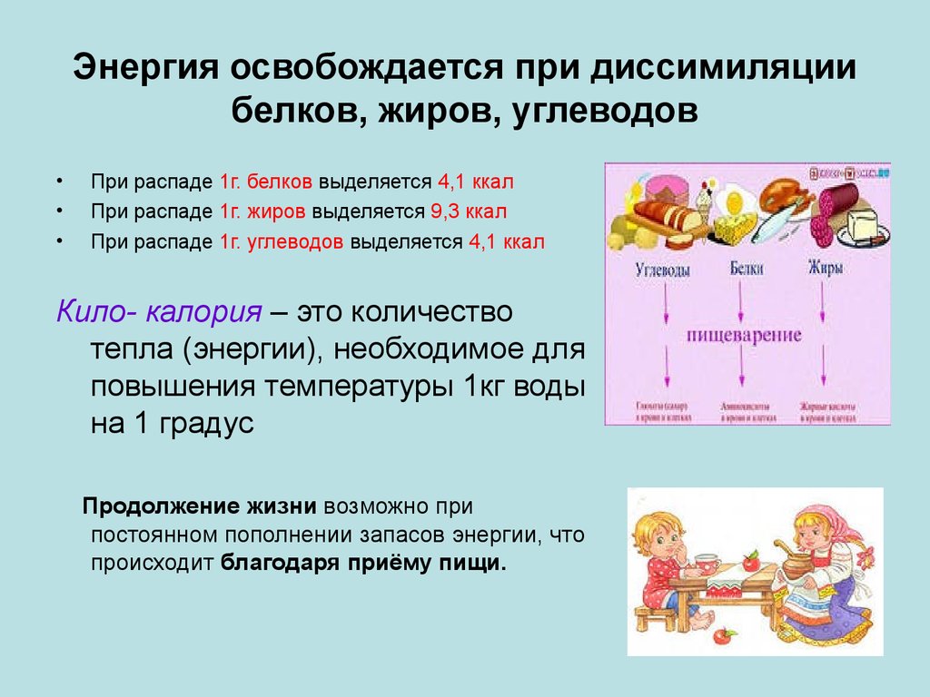 Презентация на тему жиры углеводы белки жиры