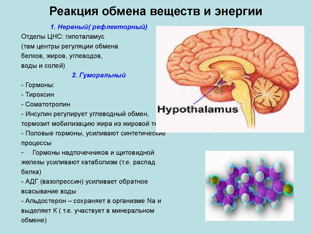 Центральный обмен. Регуляция обмена веществ. Регулирует обмен веществ и энергии. Регуляция обменных процессов в организме. Регуляция обмена энергии.