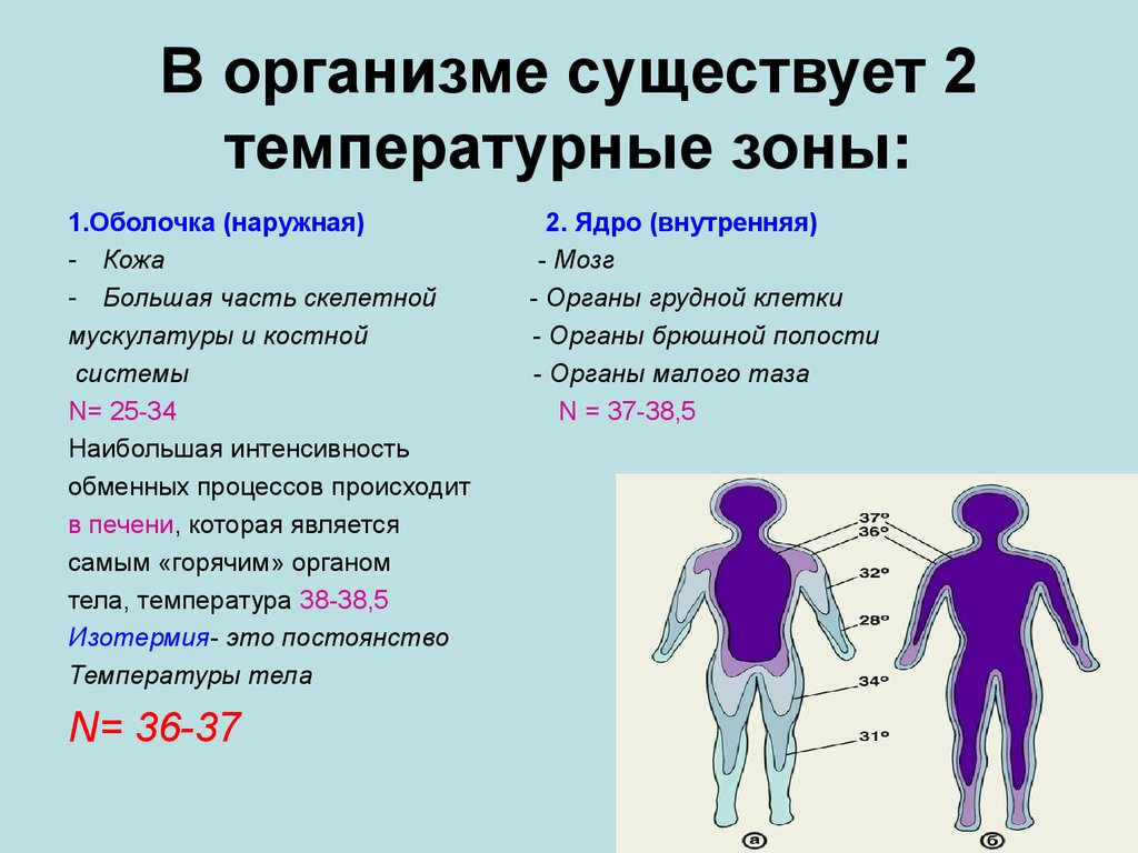 Роль энергии в организме человека. Ядро и оболочка тела. Температура ядра и оболочки тела. Температурные ядро и оболочка. Характеристика температуры ядра и оболочки тела человека.