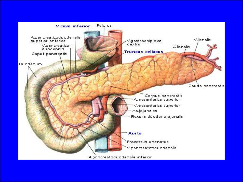 Внутреннее строение поджелудочной. Поджелудочная железа строение латынь. Поджелудочная железа анатомия вид спереди. Анатомические структуры поджелудочной железы. Анатомия поджелудочной железы человека Синельников.