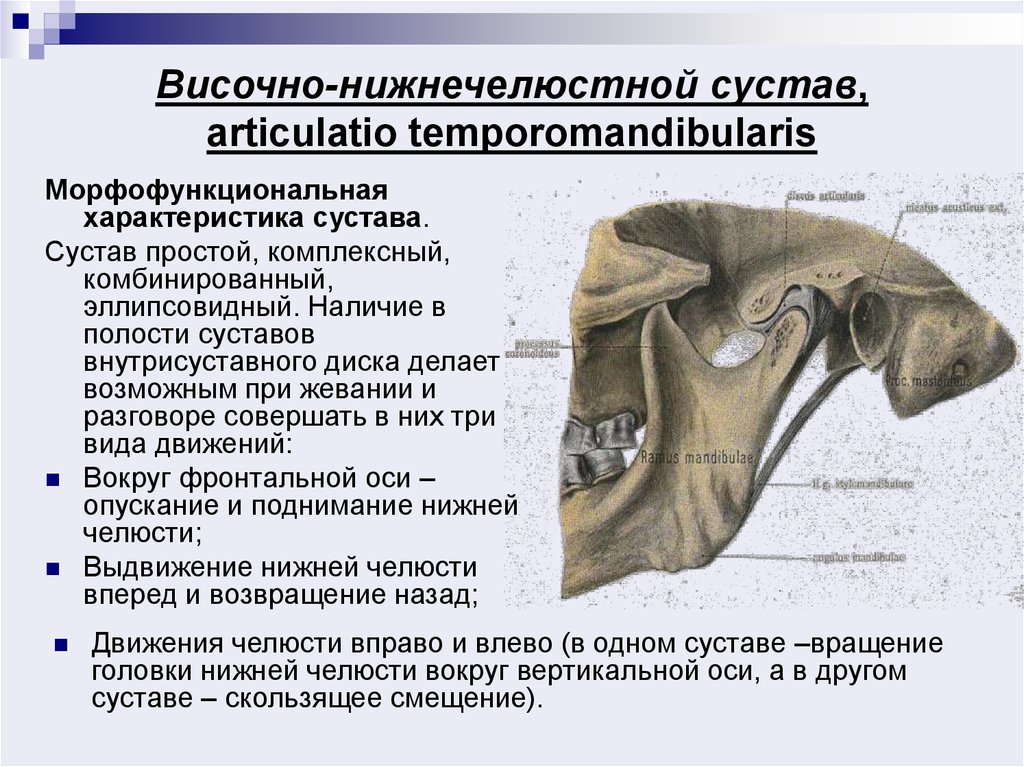 Анатомия внчс презентация