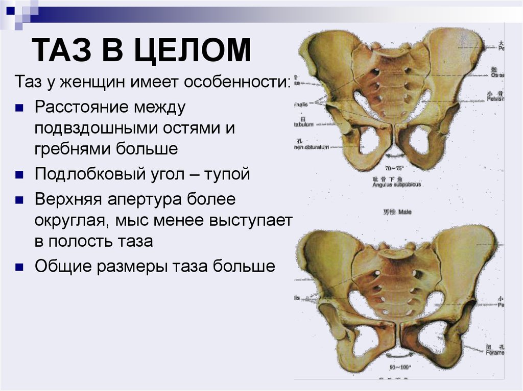 Изменения костей таза. Кости таза анатомия человека. Большой и малый таз строение. Анатомия малый таз кости. Большой таз и малый таз анатомия.