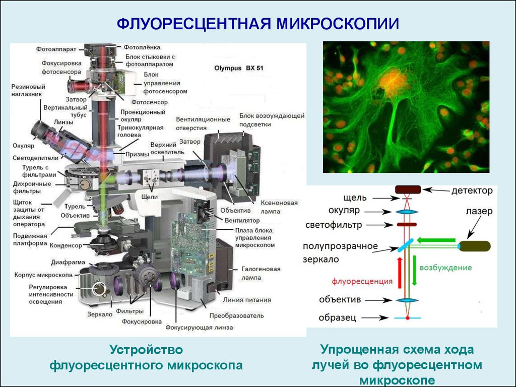 Как устроен микроскоп. Схема флуоресцентного микроскопа. Оптическая схема флуоресцентного микроскопа. Флуоресцентная микроскопия принцип метода. Флуоресцентный микроскоп строение.