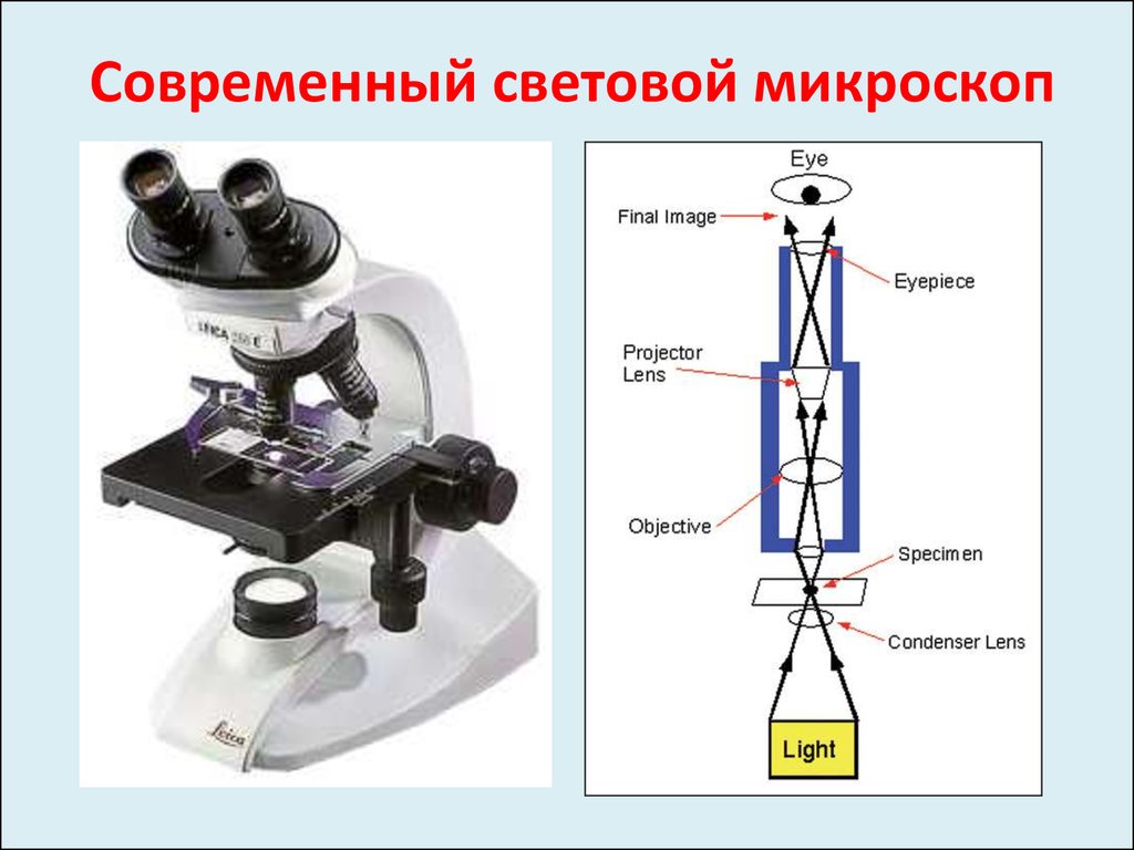 Объектив микроскопа рисунок. Световой микроскоп строение макровинт. Строение светового микроскопа. Световая микроскопия.. Оптический световой микроскоп строение. Электронный микроскоп микроскоп строение.