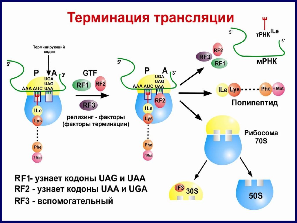 Синтез полипептидной. Схема терминации синтеза белка. Терминация трансляции этапы. Биосинтез белка трансляция терминация. Этапы биосинтеза белка терминация.