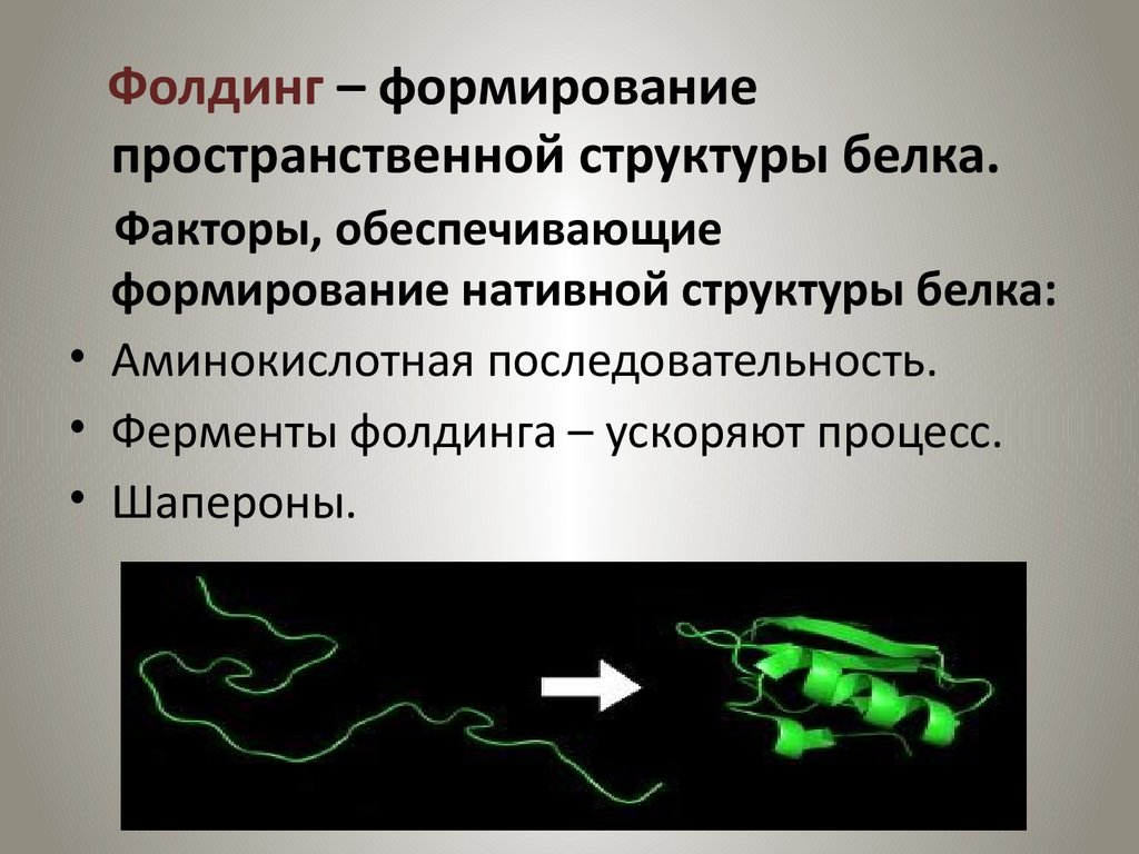 Роль белков шаперонов. Формирование пространственной структуры белка. Фолдинг белков. Процесс фолдинга белка. Формирование нативной структуры белка.