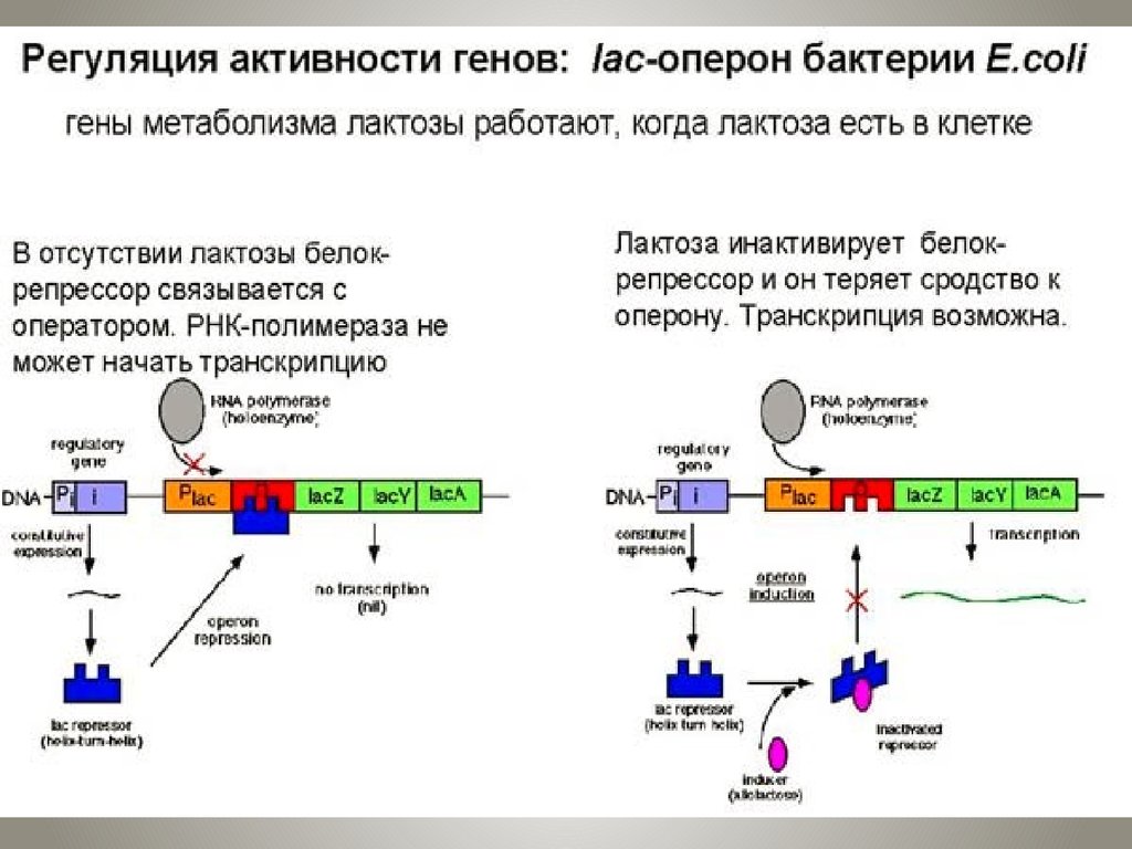 Регуляция генов прокариот. Биосинтез белка.регуляция синтеза белка. Схема регуляции синтеза белка путем индукции. Схема регуляции синтеза белка. Регуляция активности генов схема.
