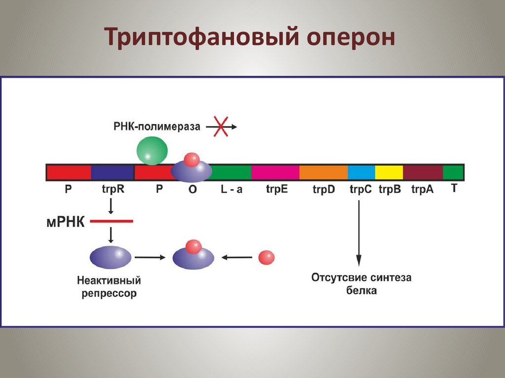 Регуляция синтеза белка у эукариот