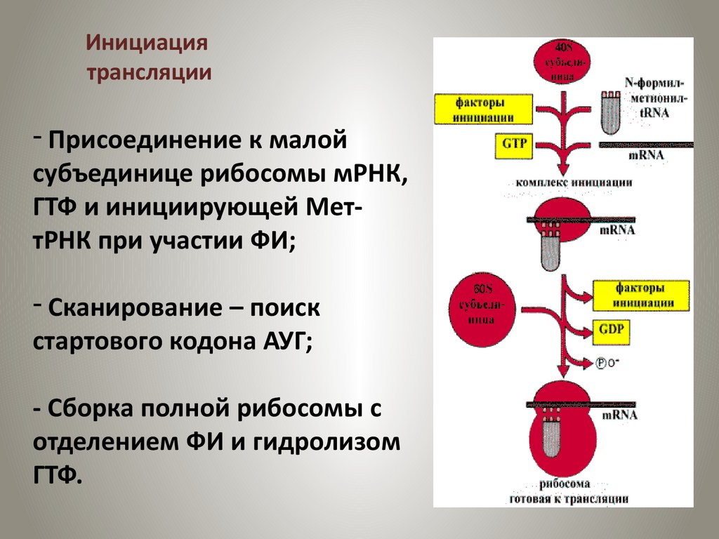 Первый этап трансляции. Биосинтез белка инициация трансляции. Схема этапы синтеза белка биохимия. Этапы трансляции биосинтеза белка инициация. Схема инициация трансляции биохимия.