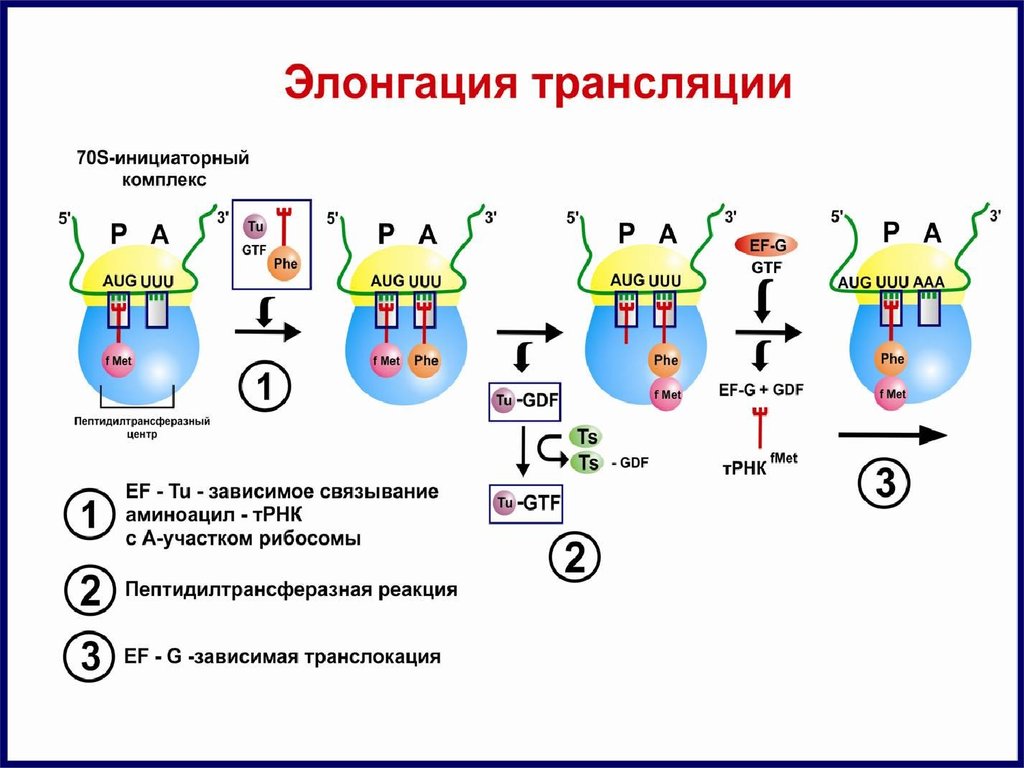Трансляция т рнк. Схема трансляции белка стадия элонгации. Элонгация биосинтеза белка. Элонгация трансляции схема. Элонгация биохимия этапы.