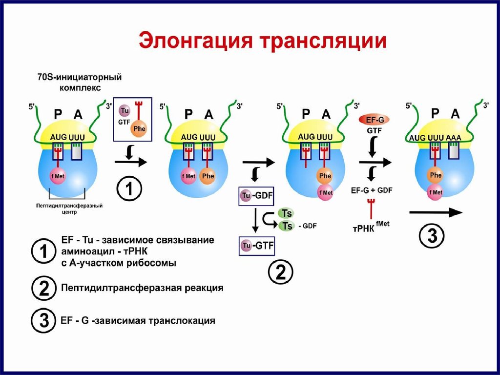 Последовательность процессов биосинтеза белка. Этапы биосинтеза белка элонгация. Схема трансляции белка стадия элонгации. Цикл элонгации трансляции рибосомы. Элонгация трансляции схема.