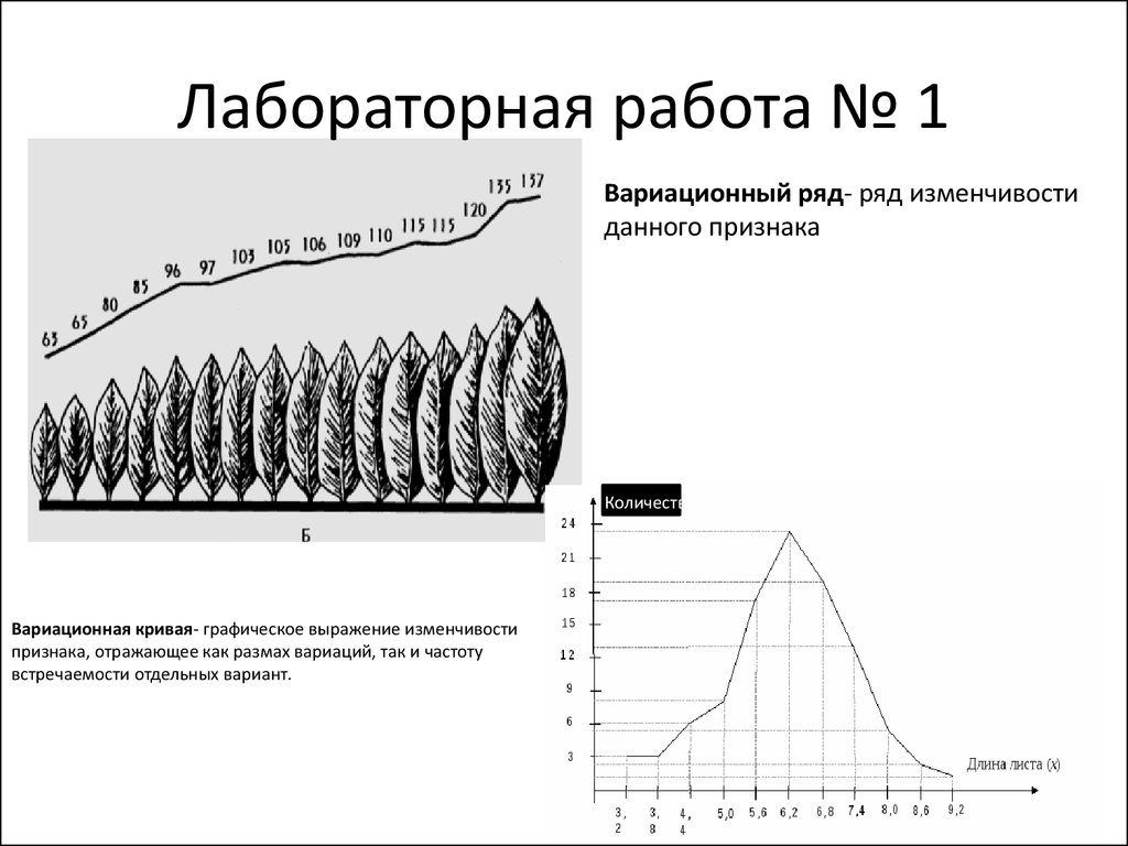 Изучение модификационной изменчивости и построение. Лабораторная изменчивость построение вариационного. Лабораторная работа 1 модификационная изменчивость. Лабораторная работа вариационный ряд и вариационная кривая. Вариационный ряд листьев лавровишни.