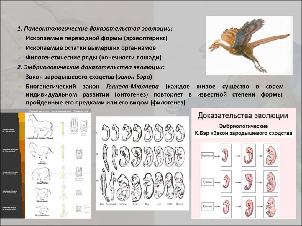 Палеонтологические доказательства эволюции. Палеонтологические доказательства эволюции Археоптерикс. Археоптерикс доказательства эволюции. Палеонтологические доказательства эволюции таблица. Палеонтологические доказательства эволюции ископаемые формы.