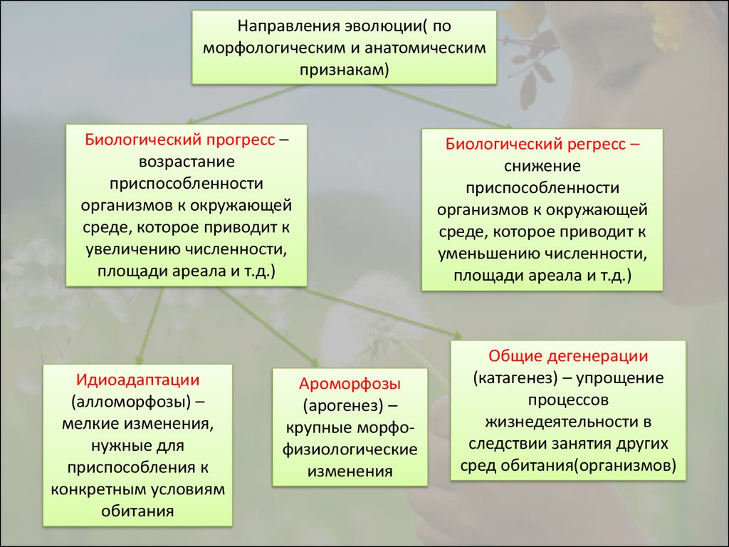 Направления органической эволюции. Причины эволюции.