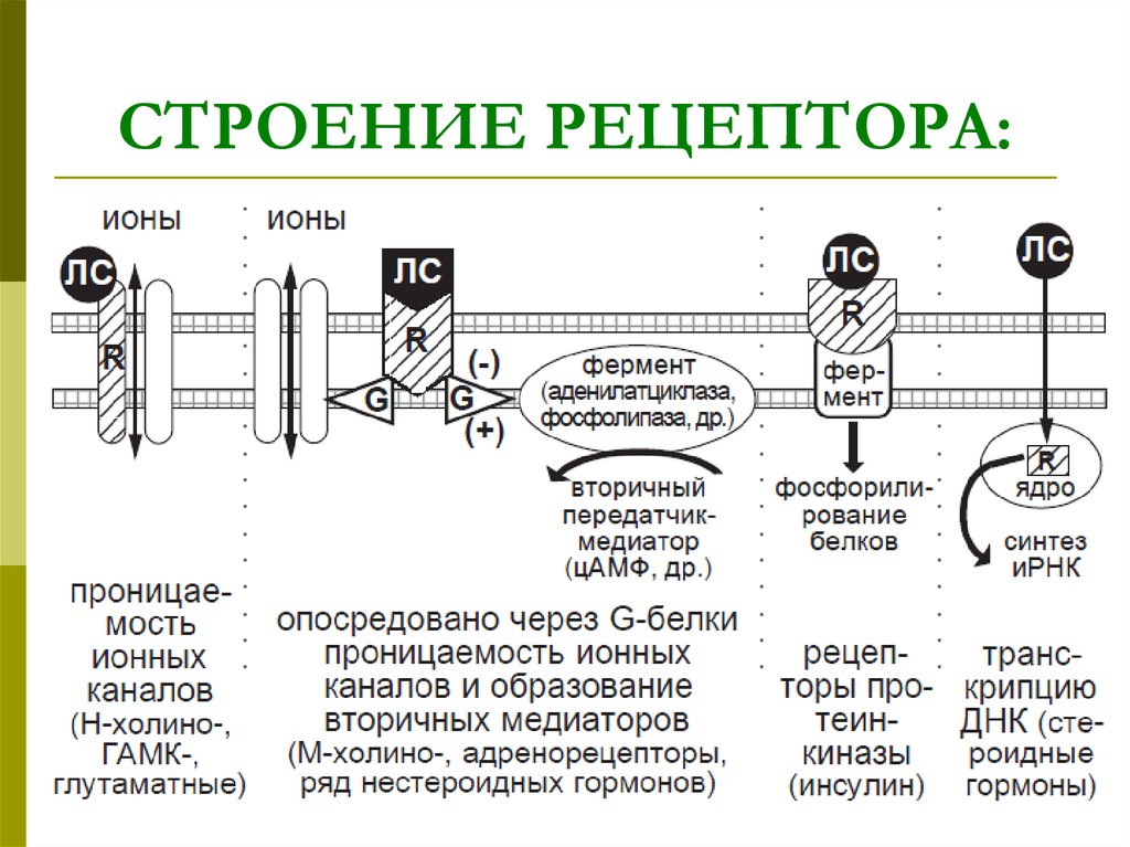 Частью рецепторы. Строение Tool рецептора. Строение рецептора человека. Структура рецептора. Схема строения рецептора.