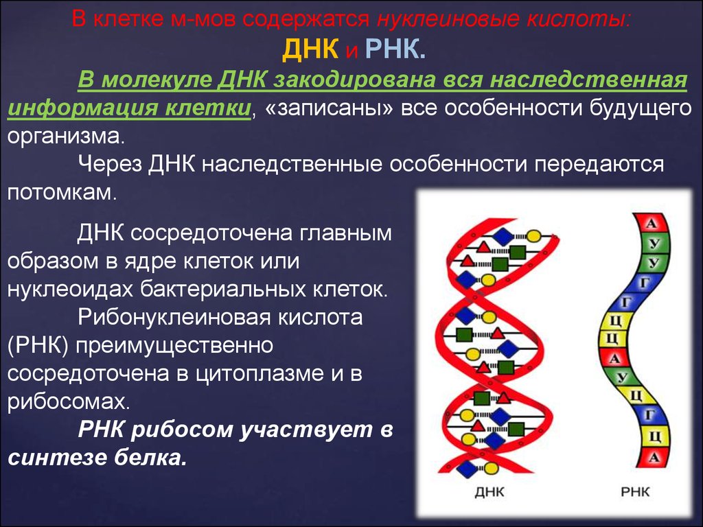 Удваивается молекула днк. Строение ДНК. Одна молекула и РНК кодирует информацию о. Генетическая информация в ДНК закодирована. Молекула ДНК схема.