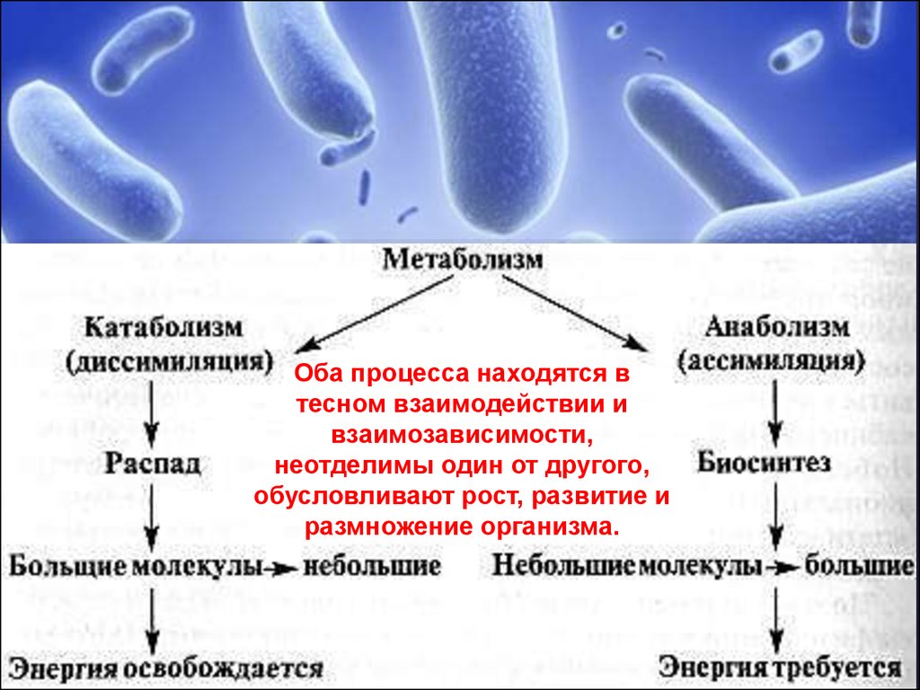 Тип обмена веществ бактерий