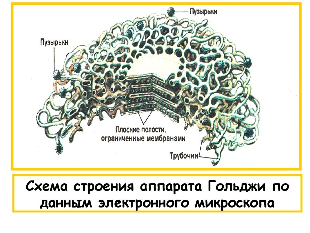 Строение аппарата. Аппарат Гольджи строение гистология. Комплекс Гольджи строение гистология. Схема строения аппарата Гольджи по данным электронного микроскопа. Схема строения аппарата Гольджи.