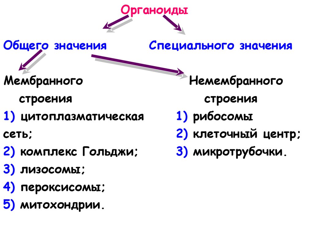 Биологическая единица