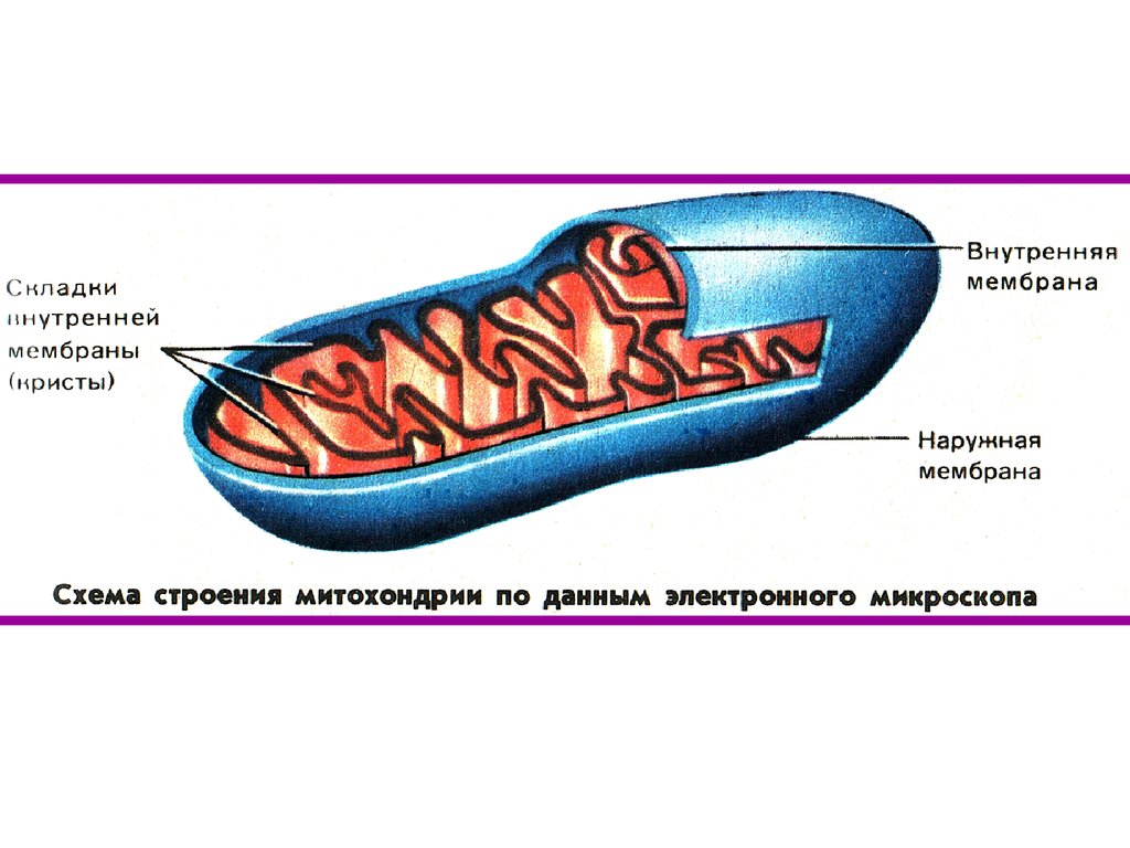 Внутренние мембраны кристы