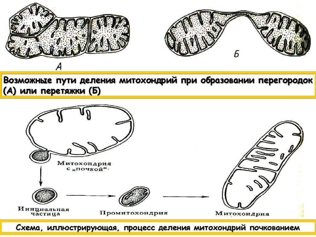 Клеточная перетяжка у каких клеток