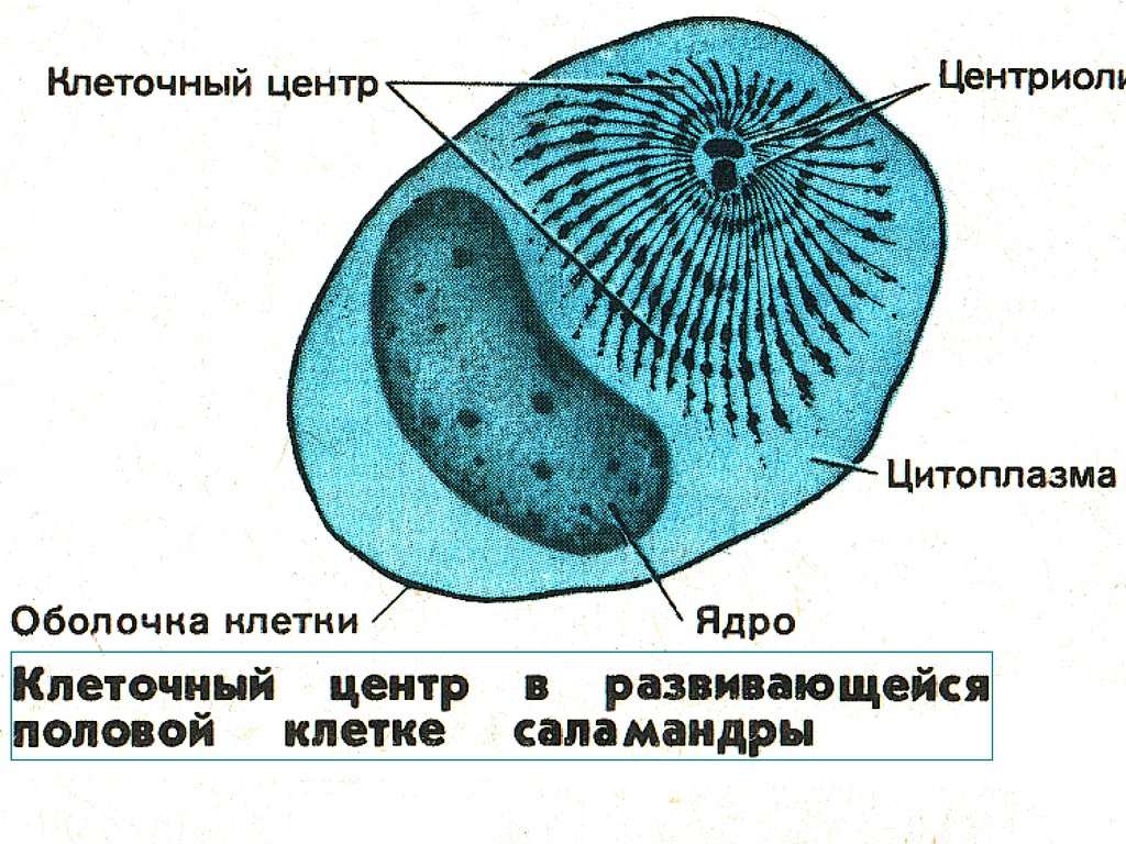 Клеточный центр в каких клетках. Клеточный центр это в биологии. Клеточный центр в клетке биология. Клеточный центр строение рисунок. Строение клетки рисунок клеточный центр.