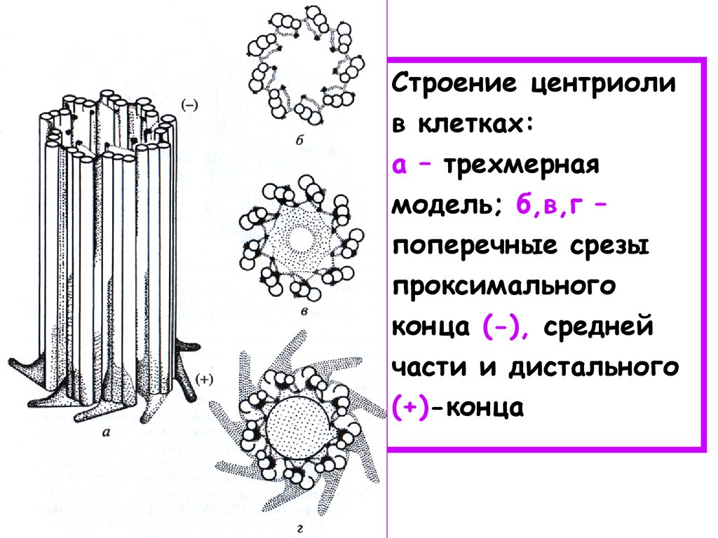 Центриоли. Центриоль и микротрубочки строение и функции. Строение центриоли клетки. Центриоли и микротрубочки строение. Поперечный срез центриоли.