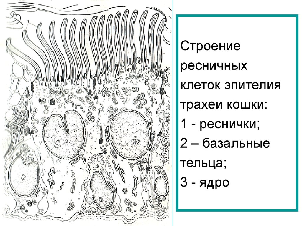 Базальные клетки. Ультраструктура реснитчатого эпителия. Клетки реснитчатого эпителия. Клетки ресничного эпителия. Базальные клетки реснитчатого эпителия.