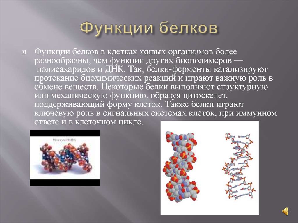 Образующиеся соединения белков. Строение и функции белков в организме человека. Структура свойства и функции белков. Белок структура строение функции.