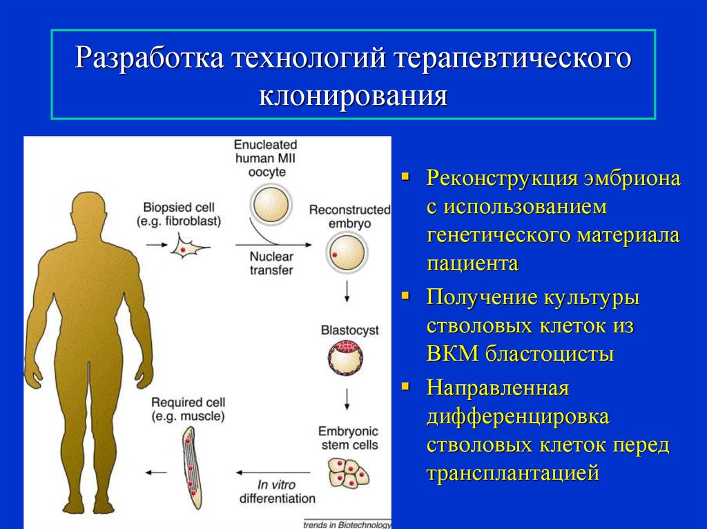 Клонирование терапевтическое схема