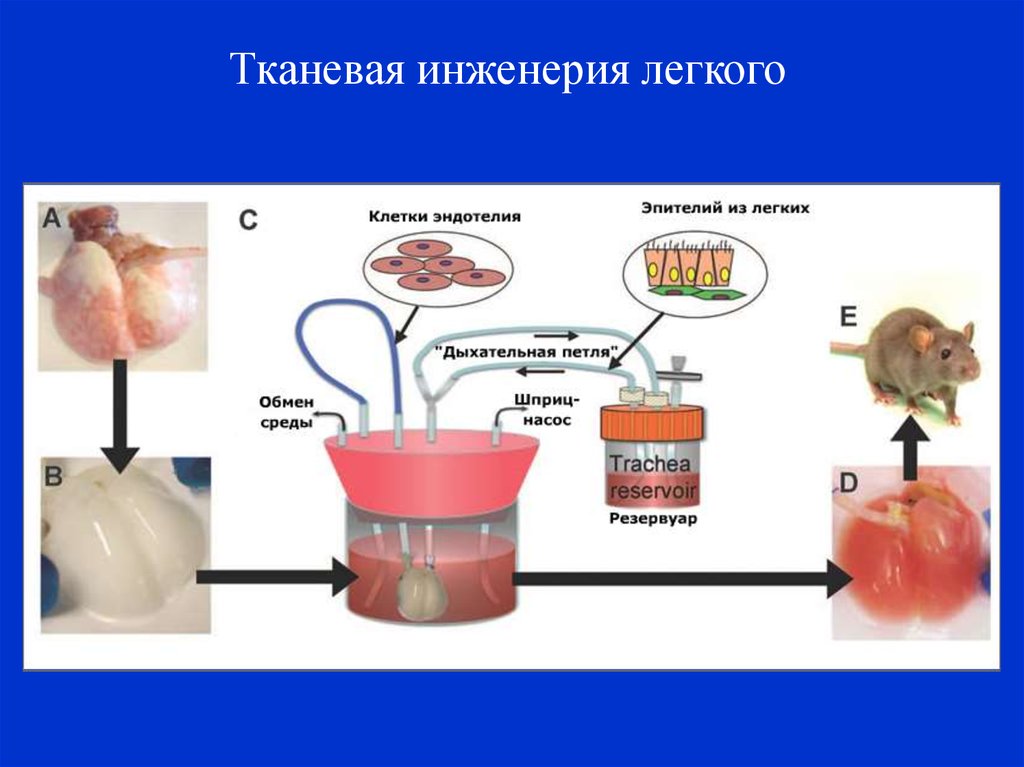 Тканевая инженерия презентация