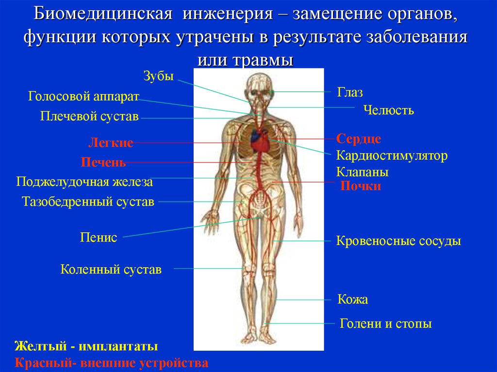 Функционирование органов. Функциональные органы. Замещение органов и функций. Биомедицинская инженерия презентация. Функции всех органов.