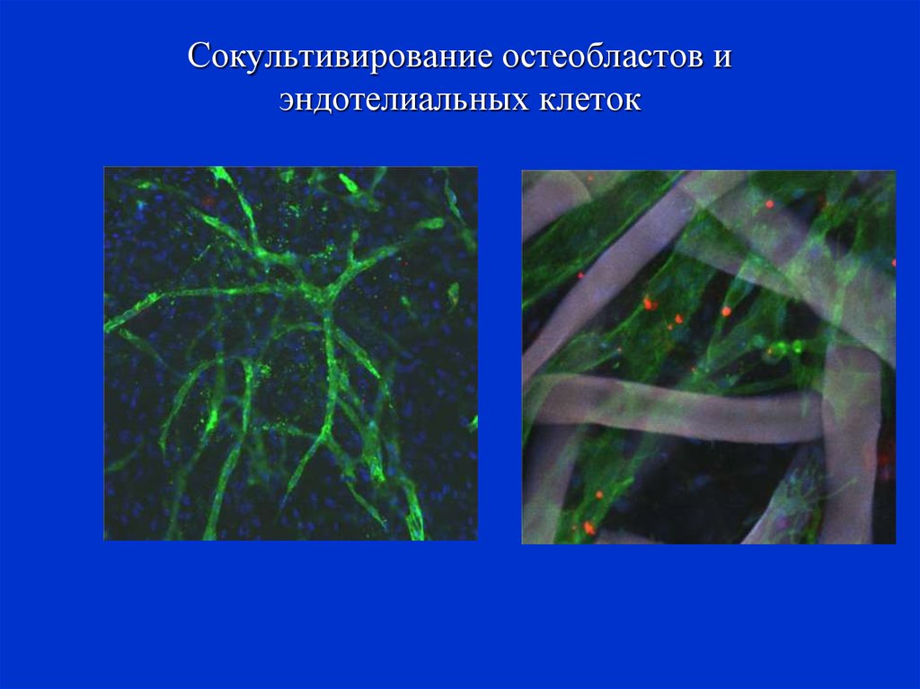 Тканевая инженерия презентация