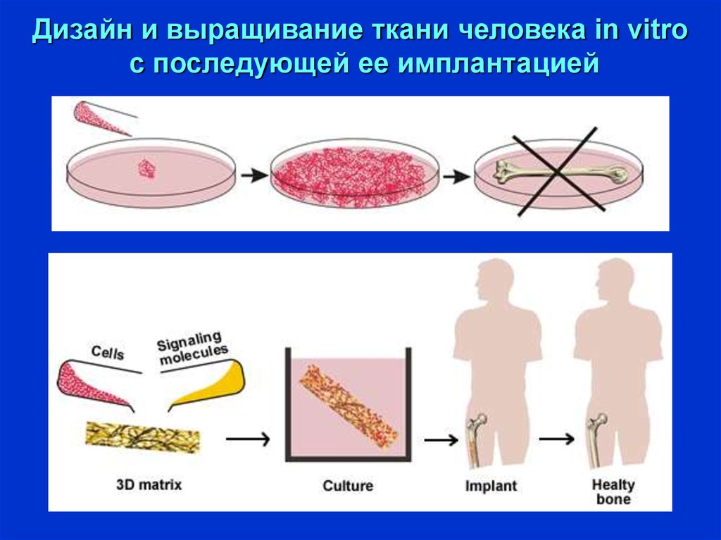 Растущие ткани. Биоматериалы в тканевой инженерии. Культивирование тканей. Основные методы тканевой инженерии.