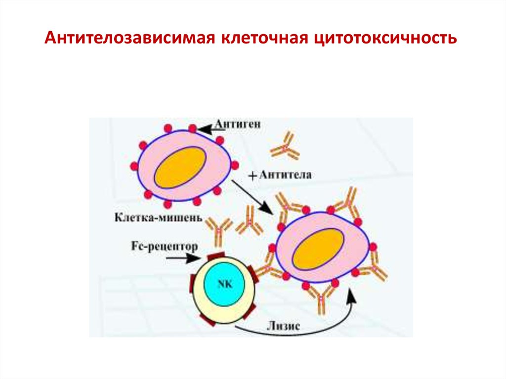 Цитотоксические т клетки. Антитело опосредованная клеточная цитотоксичность. Схема опосредованная антителами цитотоксическая реакция. Клеточноопосредованная цитотоксичность. Клеточно опосредованная цитотоксичность.