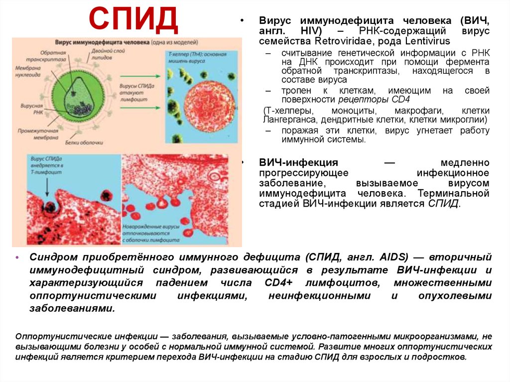 Вирус иммунодефицита семейство. Заболевание СПИДОМ вызывают.