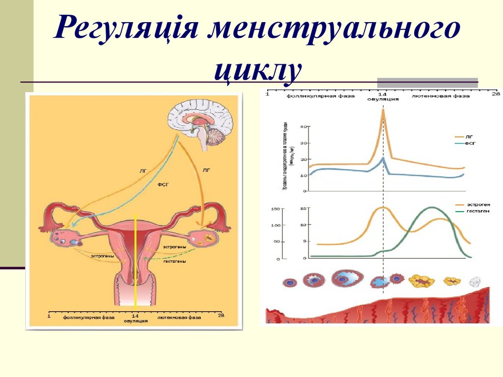 Как вызвать цикл месячных. Регуляция менструационного цикла. Фазы менструационного цикла физиология. Регуляция нормального менструационного цикла. Схема регуляции менструационного цикла.