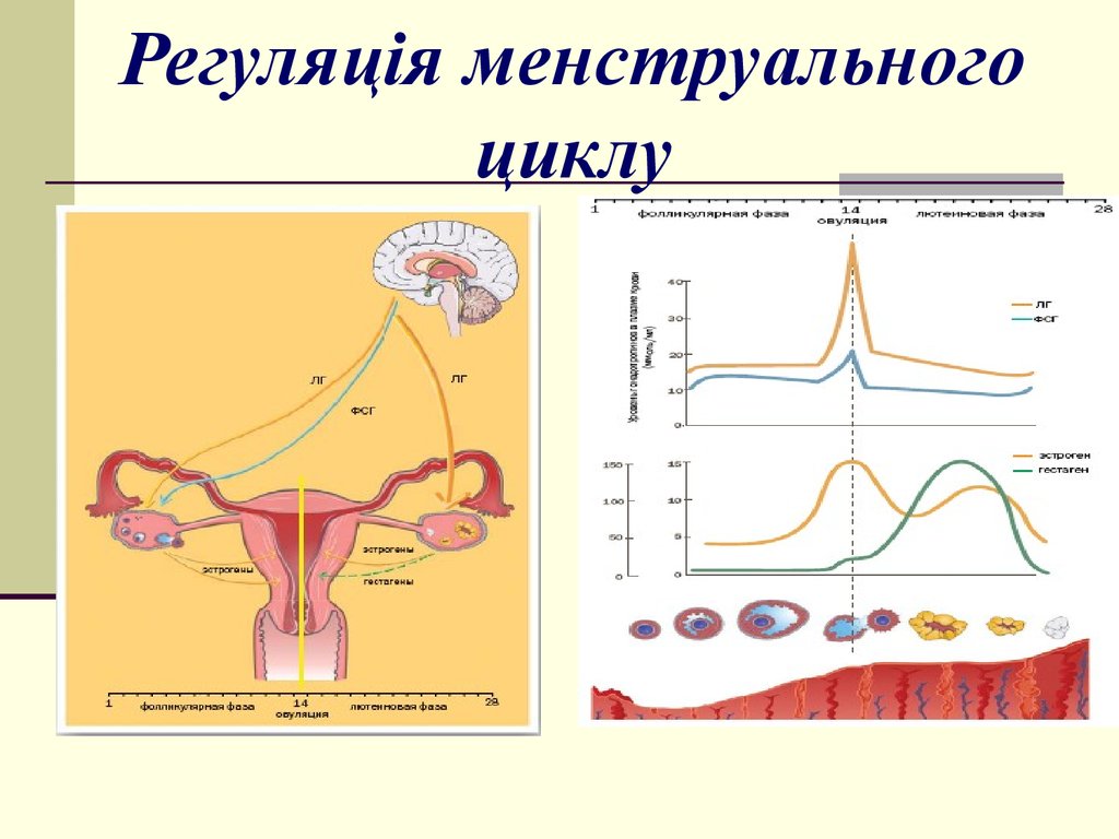 Презентация на тему менструационный цикл и регуляция