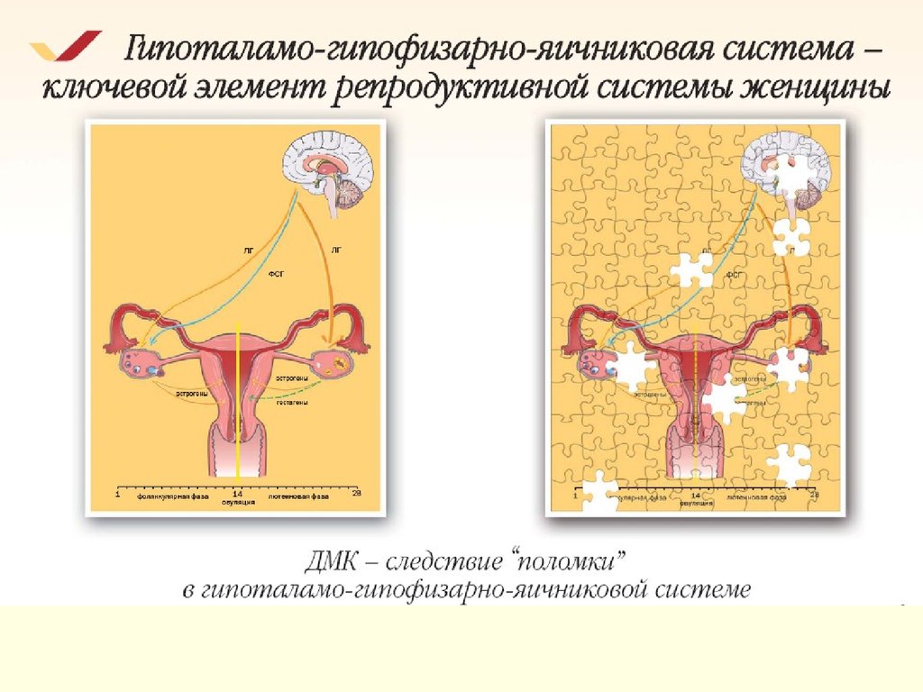 Тест репродуктивная система 8 класс. Гипоталамо-гипофизарно-гонадная ось. Регуляция менструального цикла. Гормоны гипоталамо-гипофизарно-яичниковой системы. Гипоталамо гипофизарная яичниковая система.