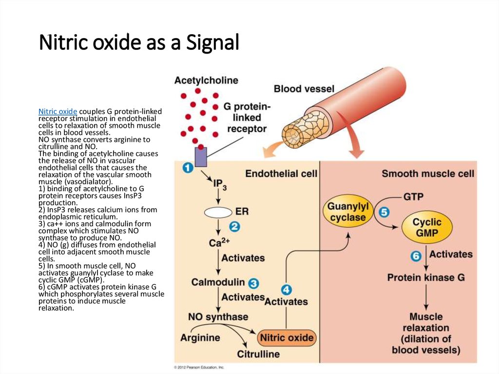 Biological Effects Of Nitric Oxide And Its Role In Cell Signaling Prezentaciya Onlajn